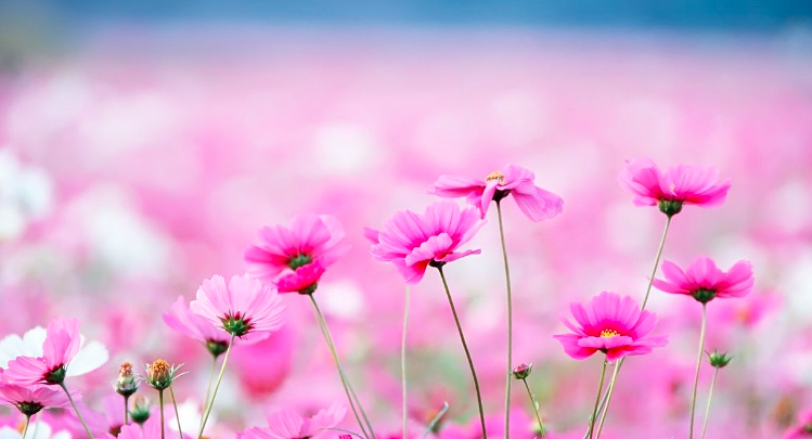 Wallpaper:7tuhed5xm2m= Flower Backgrounds