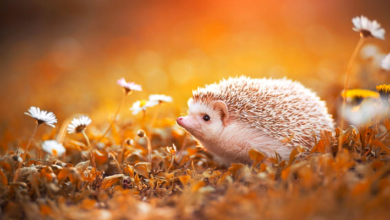Wallpaper:4rxnw4zdvwg= Hedgehog