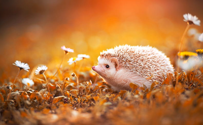 Wallpaper:4rxnw4zdvwg= Hedgehog
